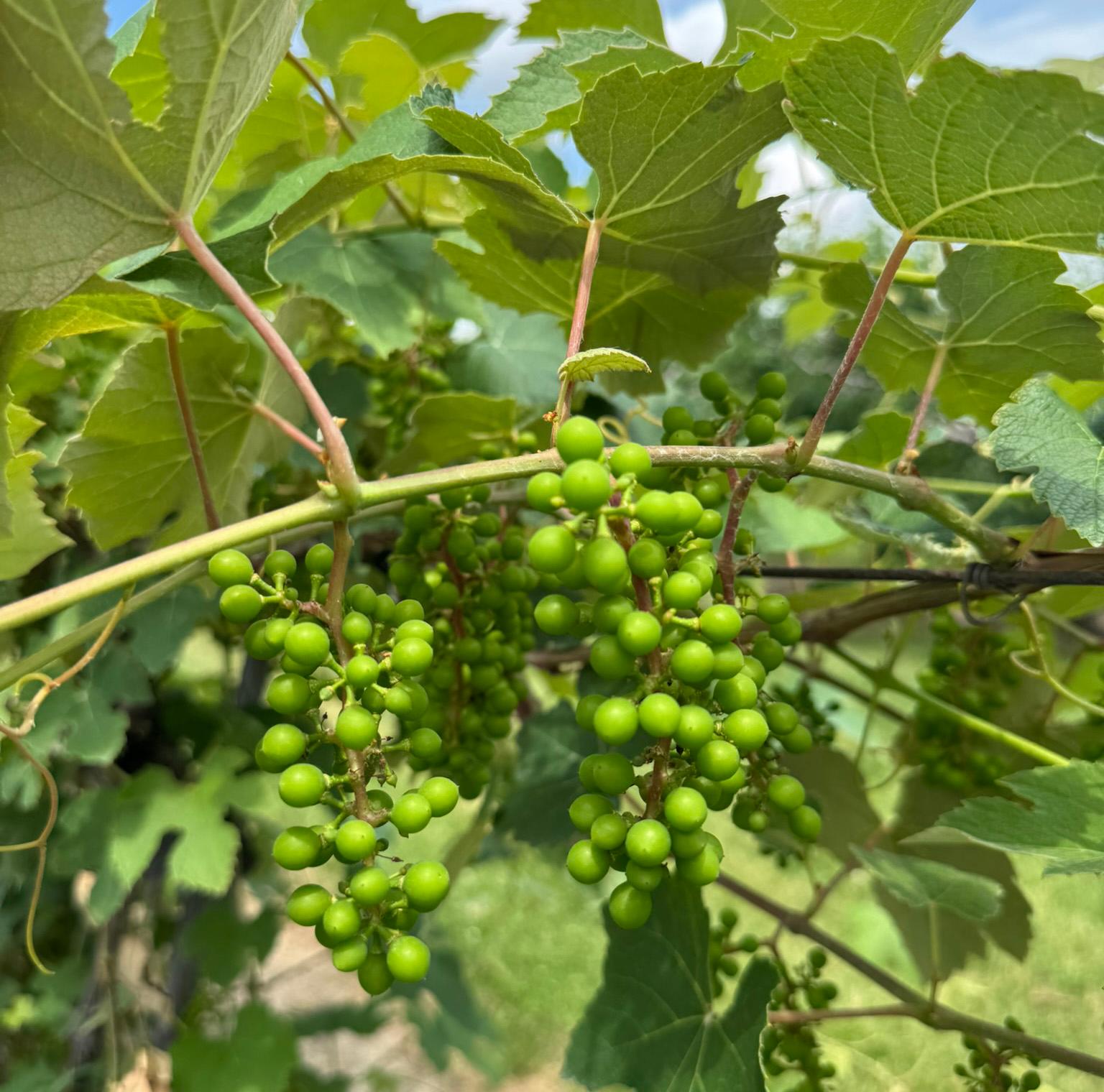 Niagara grapes at fruit set.